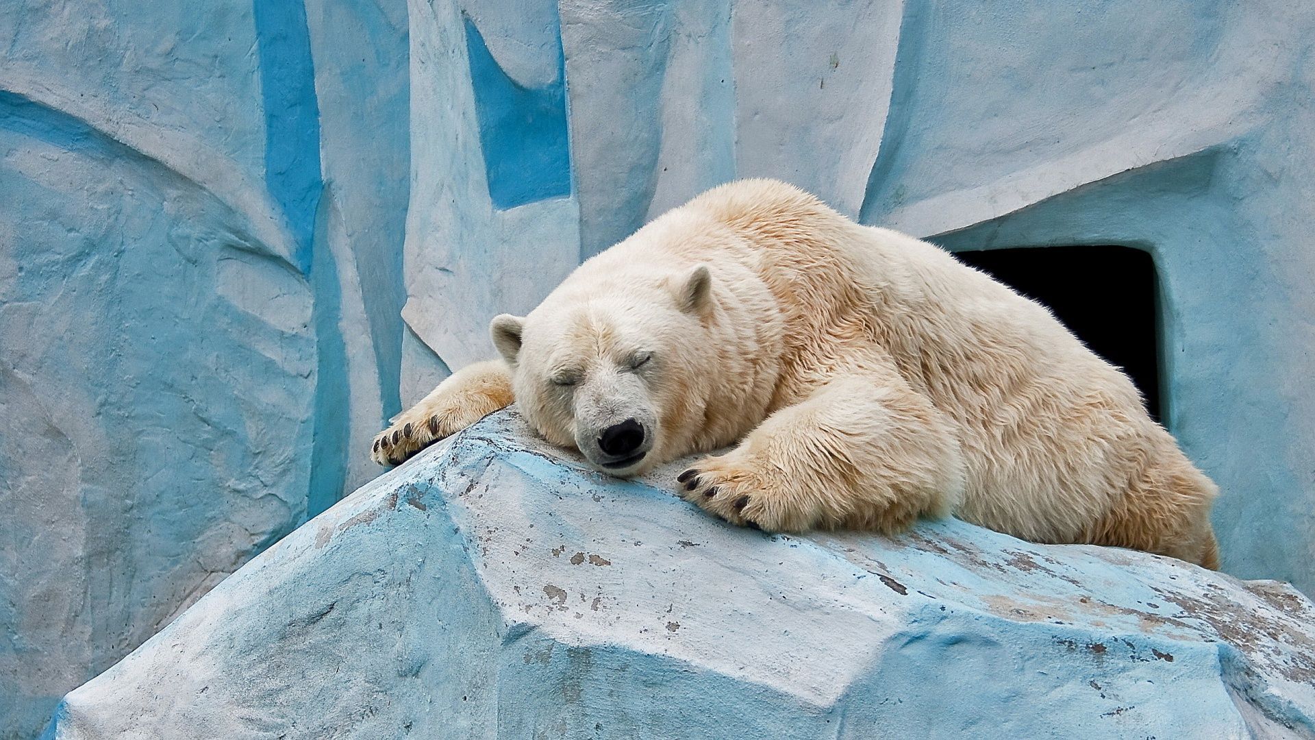 1920x1080 Sleeping Polar Bear Wallpaper
