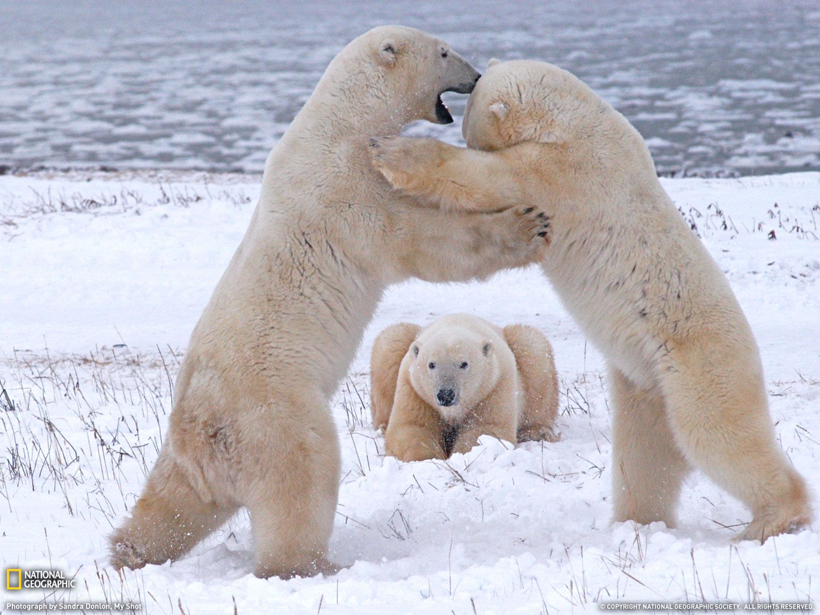 Polar Bears Playing Photo, Animals Wallpaper – National Geographic ...