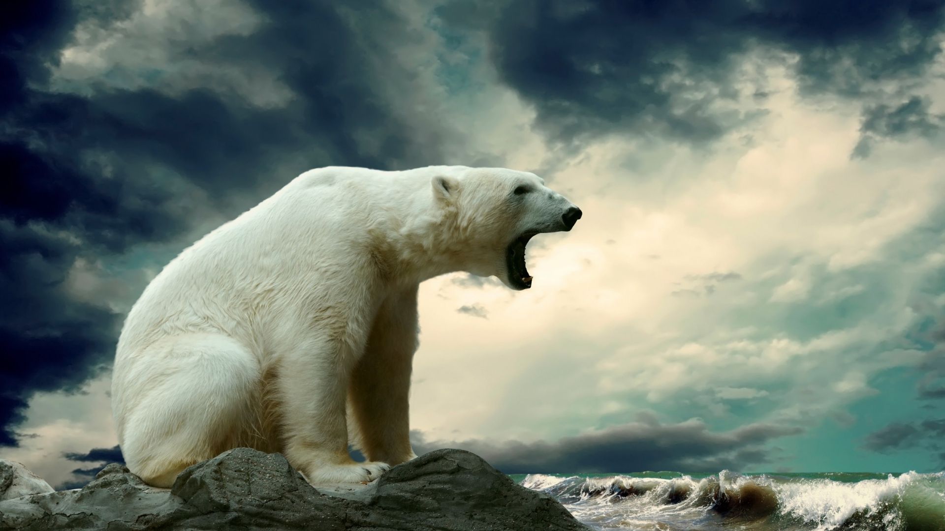 Download Wallpaper 1920x1080 Polar bear, Sitting, Thick Full HD ...
