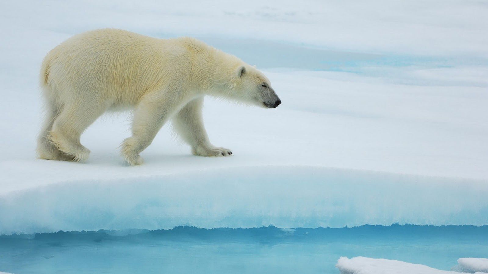 Polar bear walking on ice wallpaper | HD Animals Wallpapers