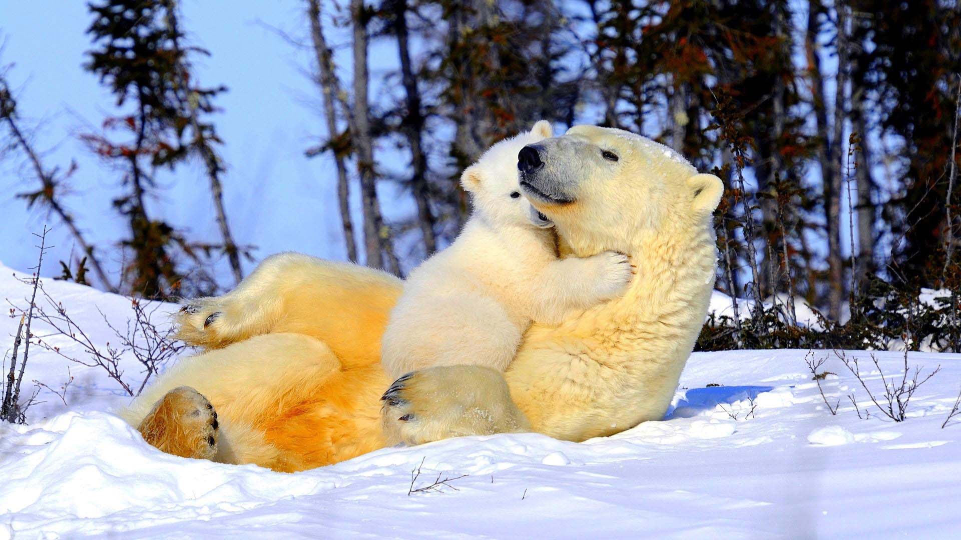 newborn-baby-polar-bear-wallpaper.jpg
