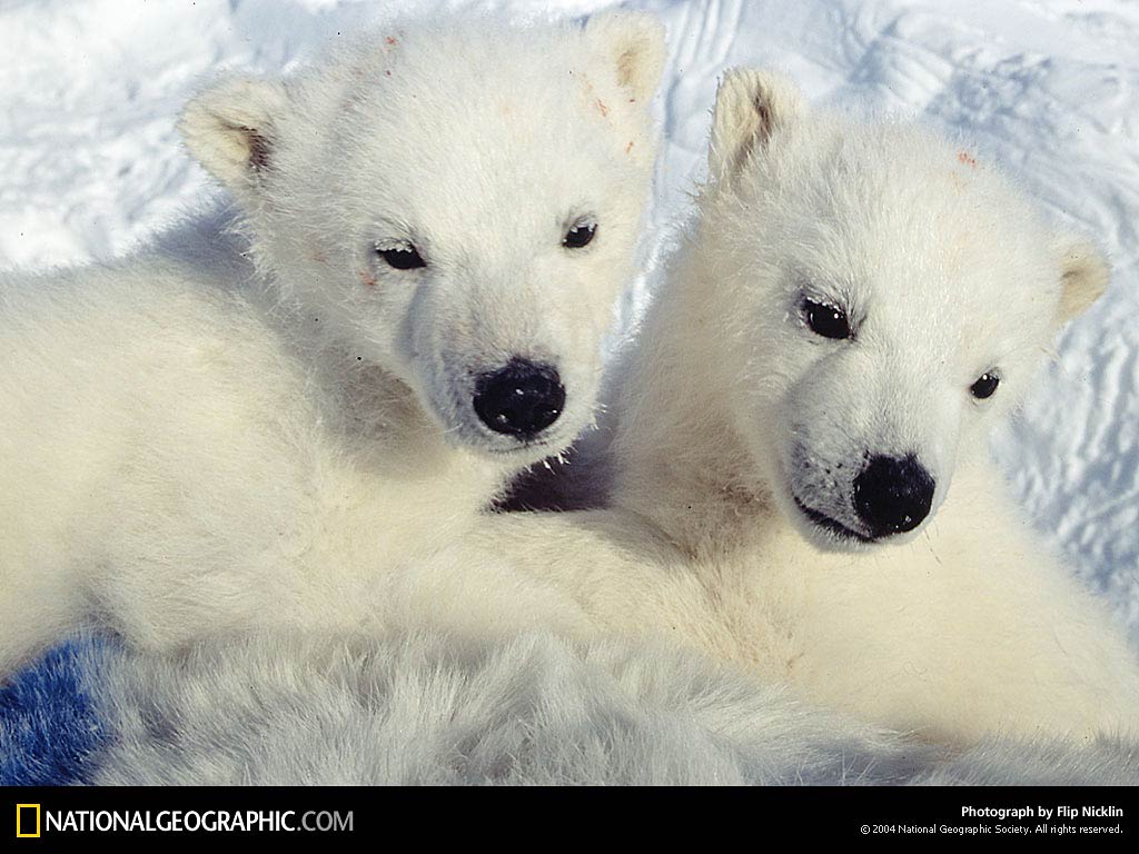 Polar Bear Wallpaper and Background - Animals Town