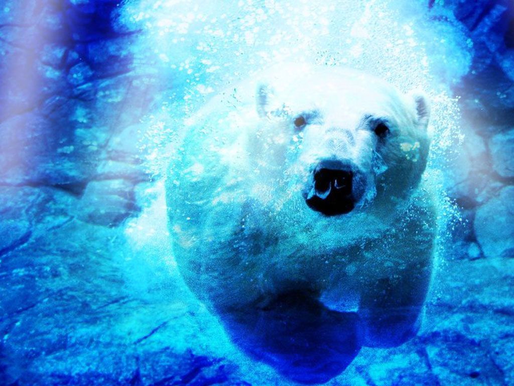 Polar Bear In Water Wallpaper - ImgMob