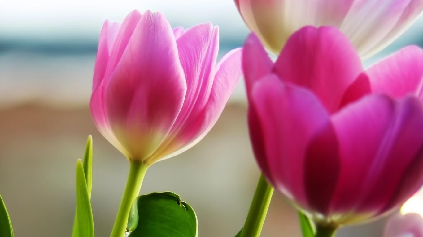 Desktop Wallpaper · Gallery · HD Notebook · Beautiful pink tulips ...