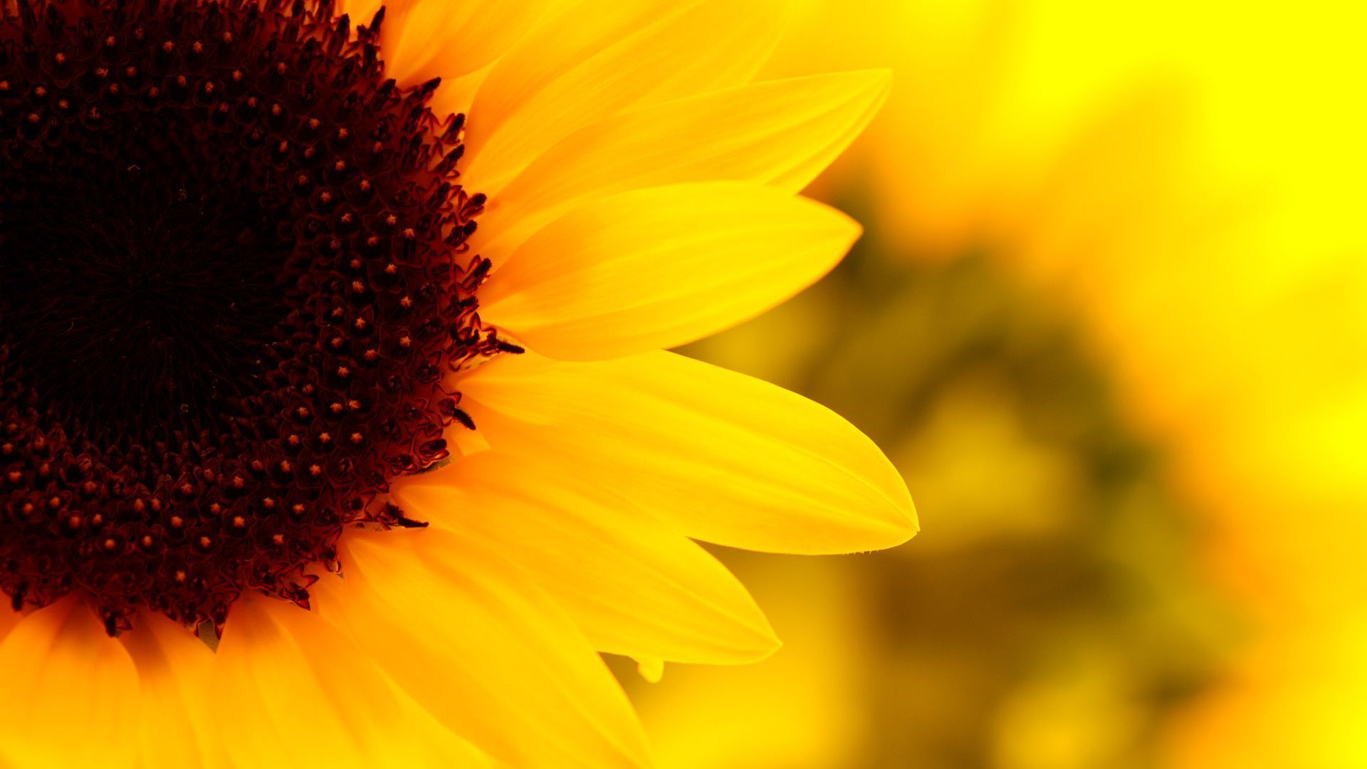 Pretty Sunflower with Yellow Petals HD Desktop Mobile Wallpaper ...