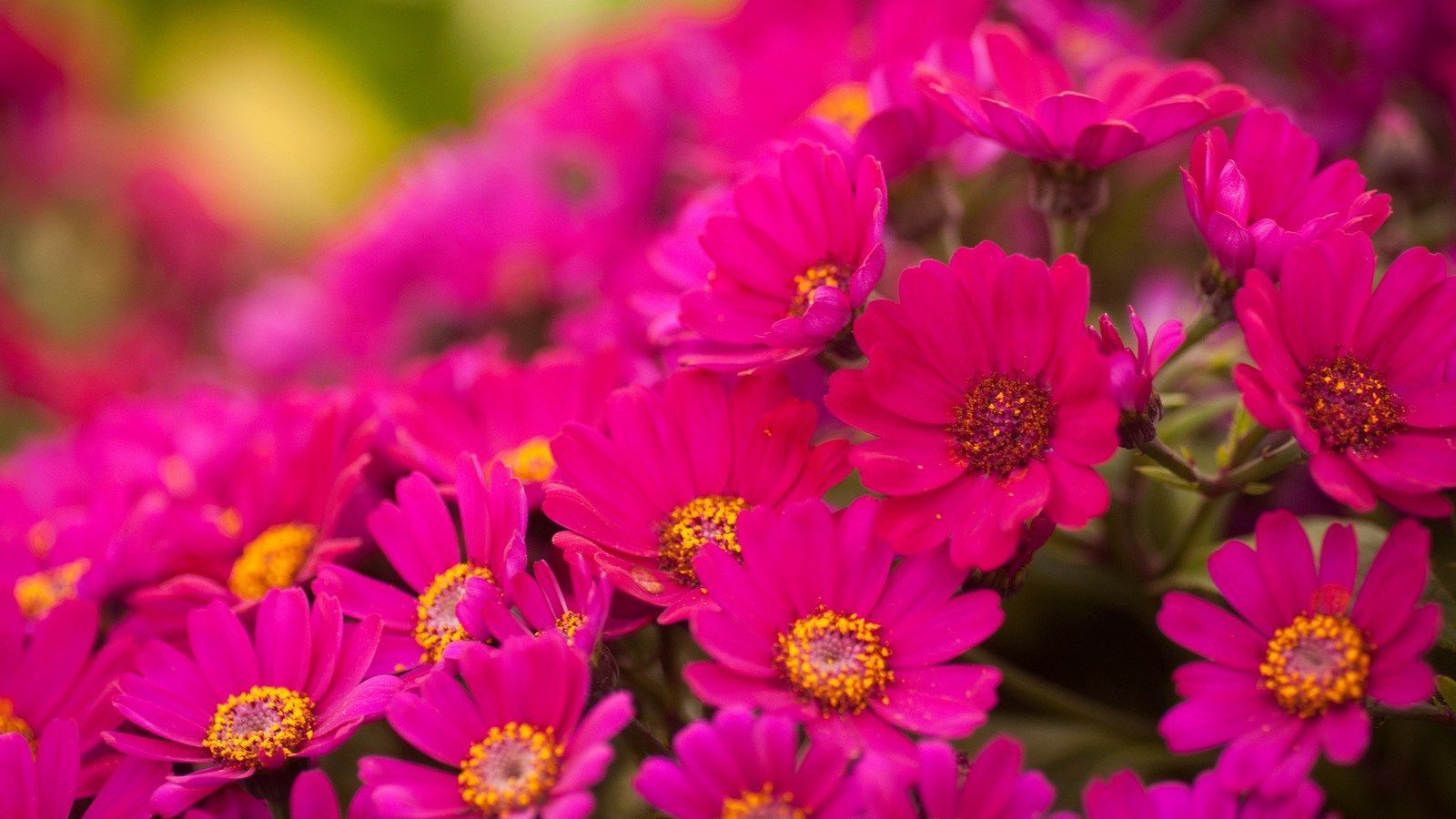 Flower Pink Hd Wallpapers For Laptop | Best HD Wallpapers