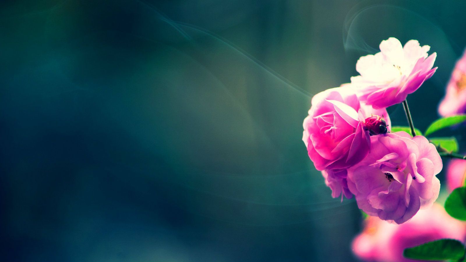 Beautiful Flowers Wallpapers | Most HD Wallpapers Pictures Desktop ...