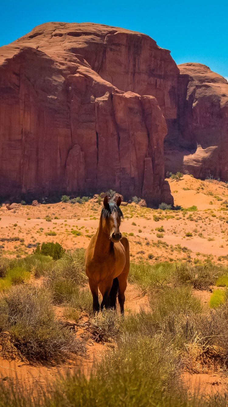 Download Wallpaper 750x1334 Horse, Usa, Arizona, Monument valley