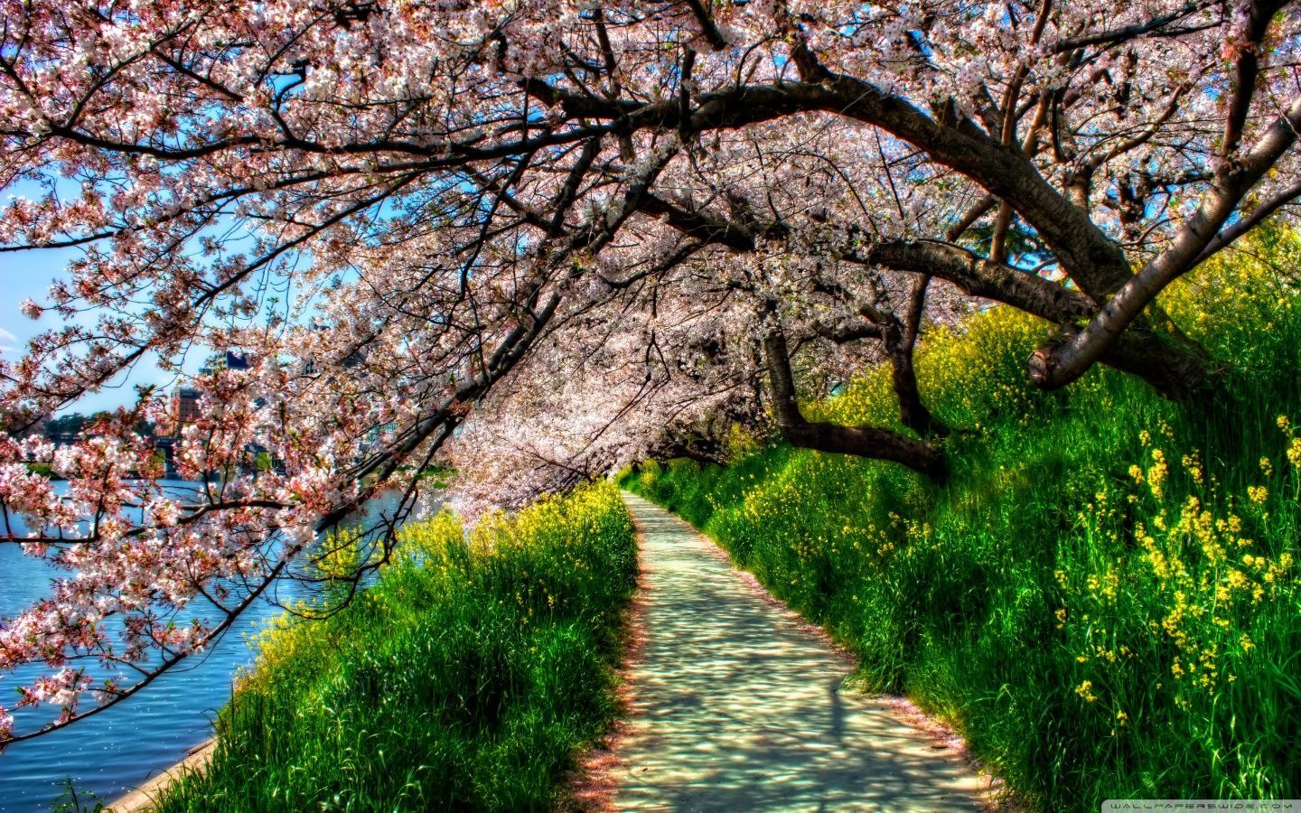 Spring wallpapers HD free download Wallpapers, Backgrounds