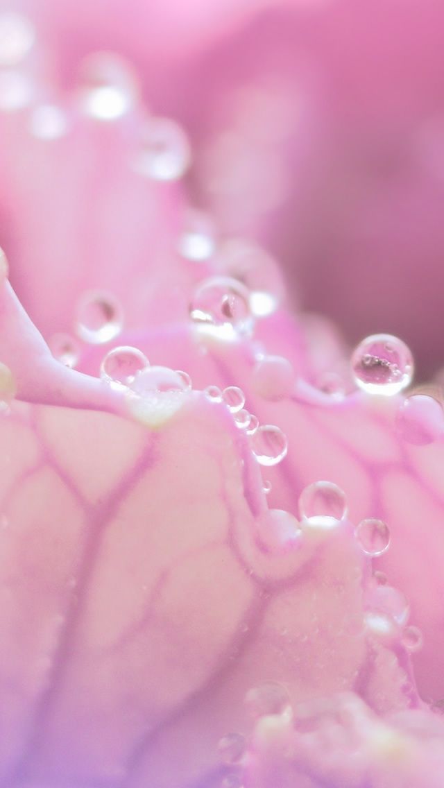 Pink iPhone Backgrounds
