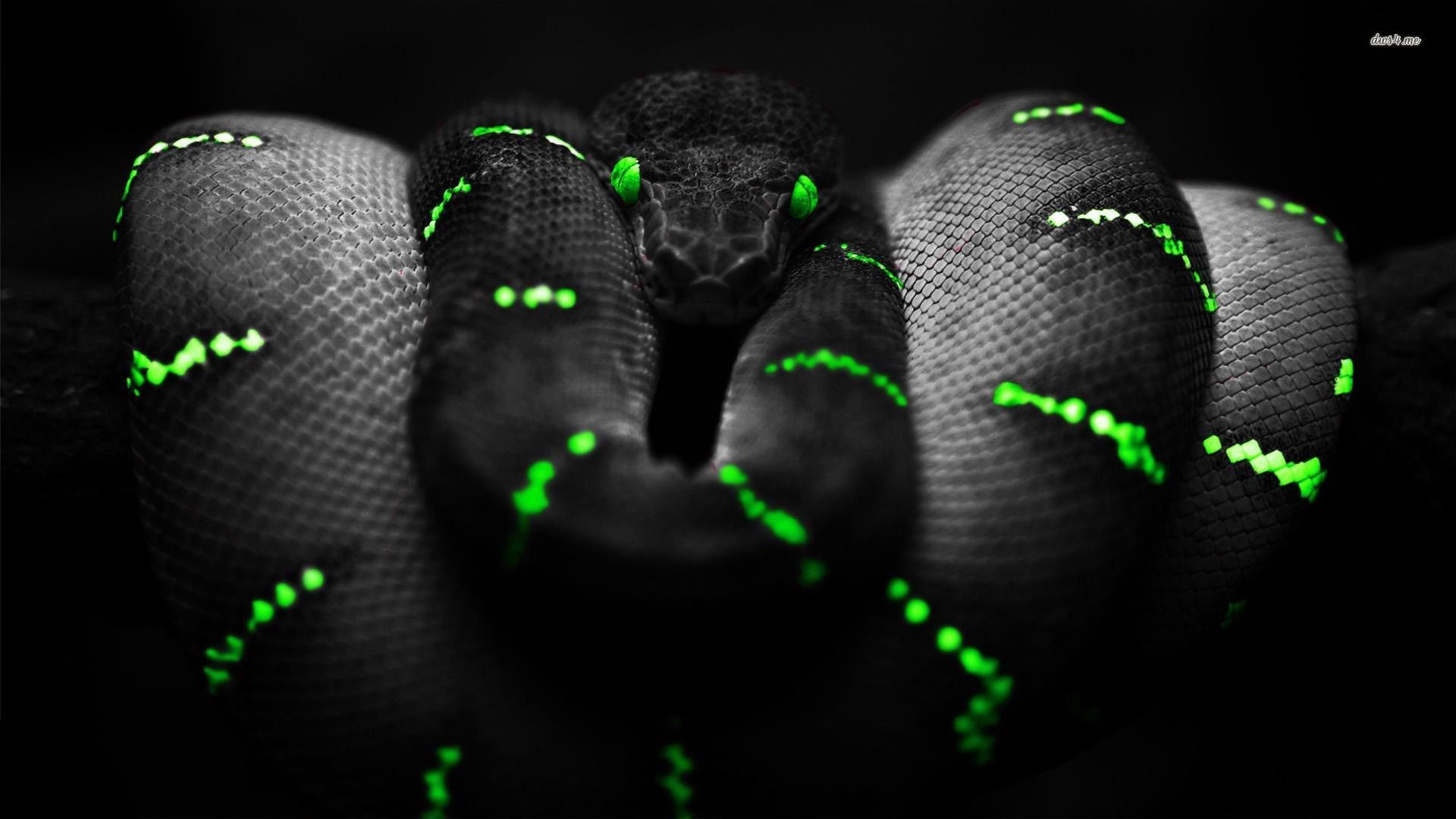 black-snakes-pictures-download.jpg