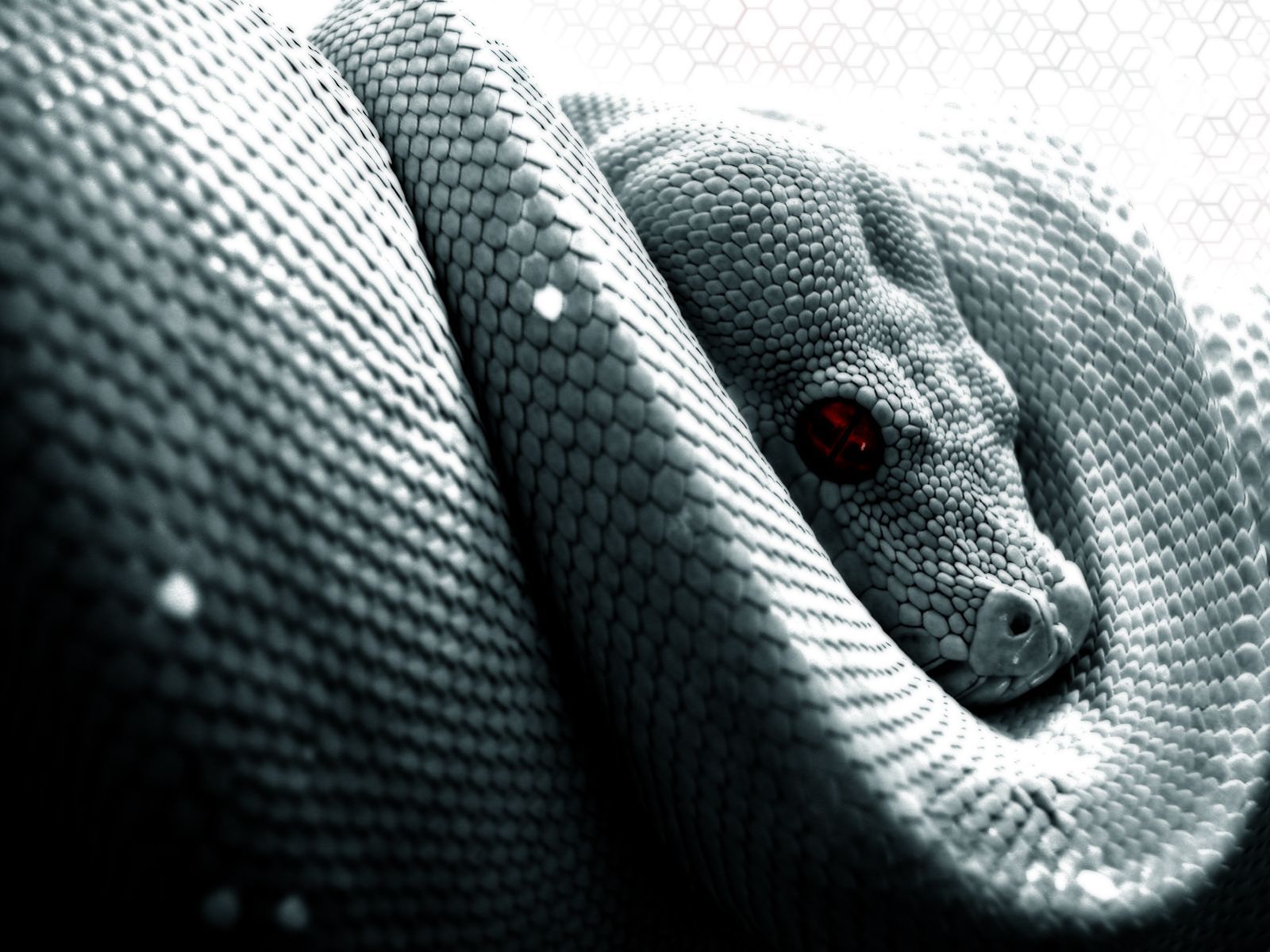 277 Snake HD Wallpapers Backgrounds - Wallpaper Abyss