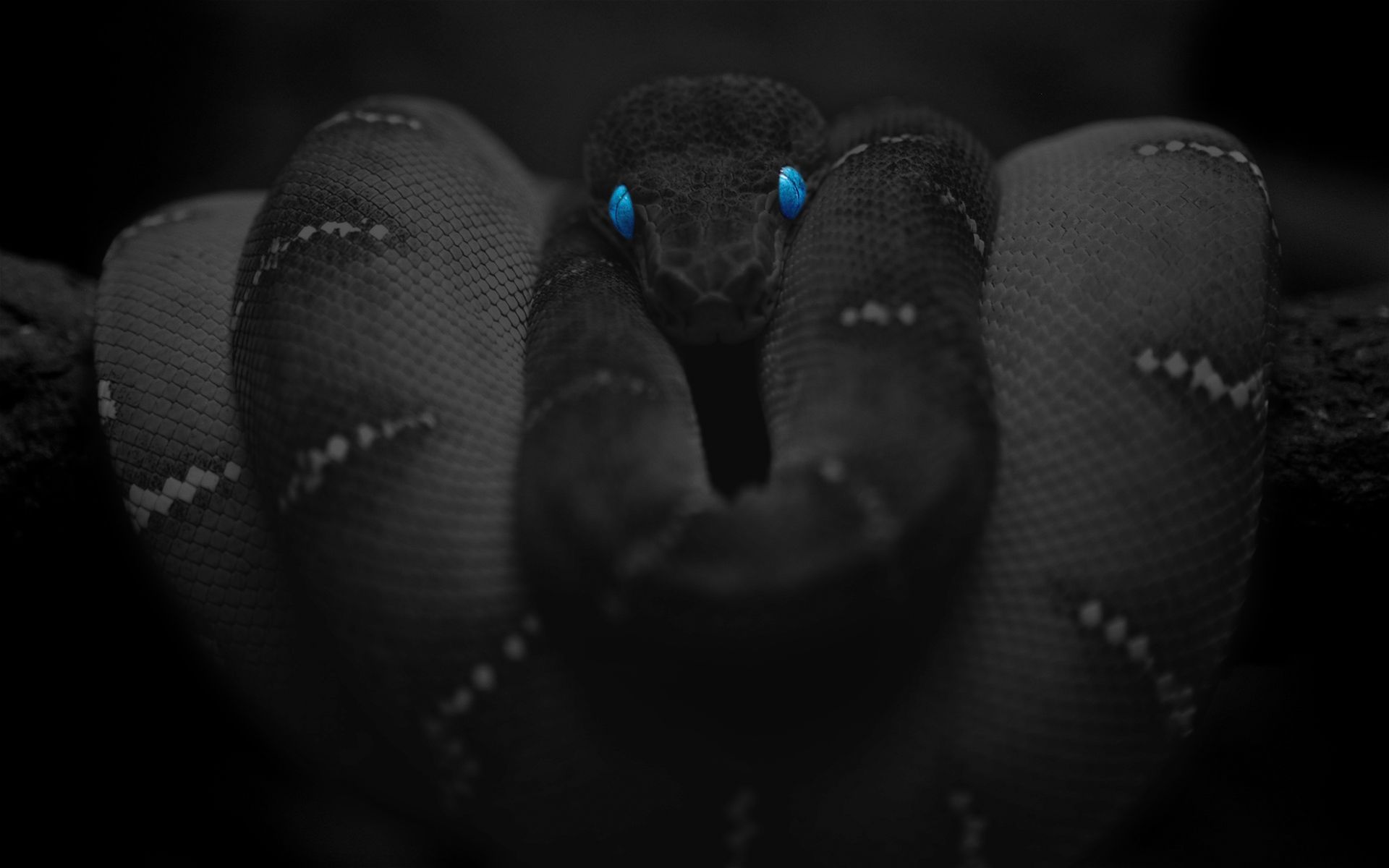 Black Snake Blue Eyes Wallpaper