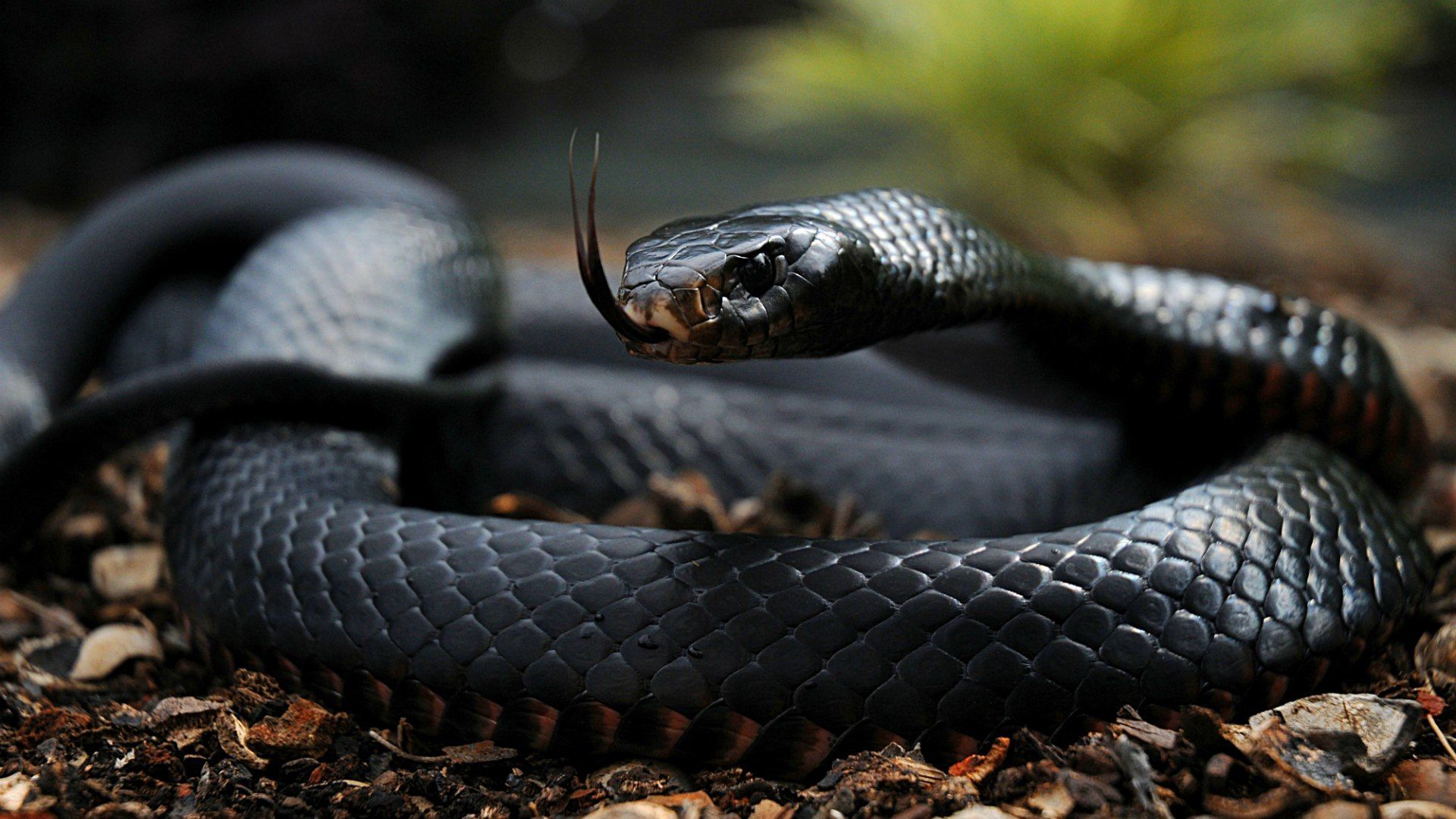 Black Mamba Snake Wallpapers - , New Wallpapers, New Backgrounds