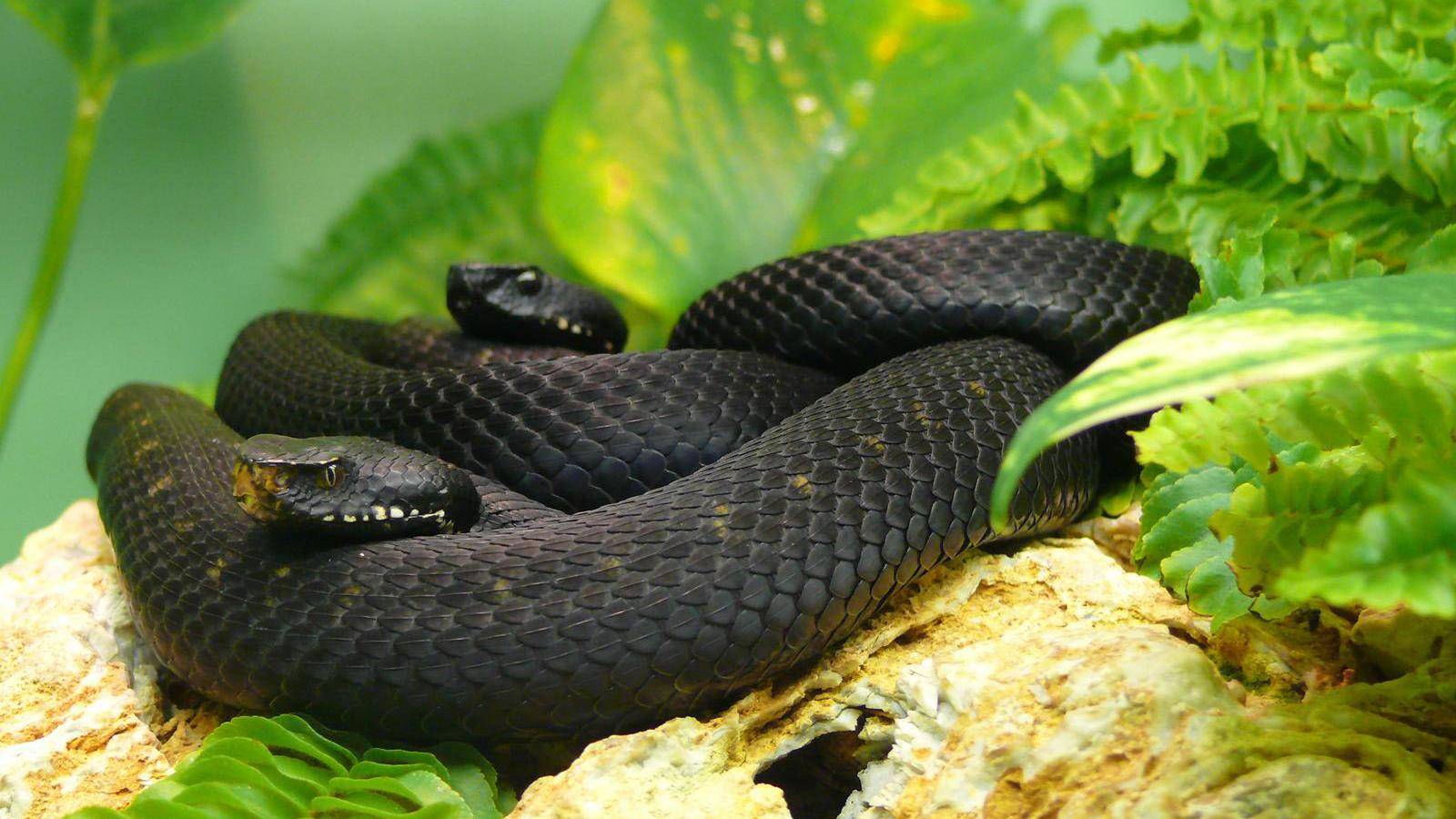 Black Mamba Snake Wallpapers Black Mamba Snake Images Cool