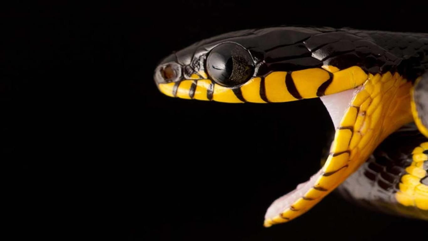 Juvenile black snake