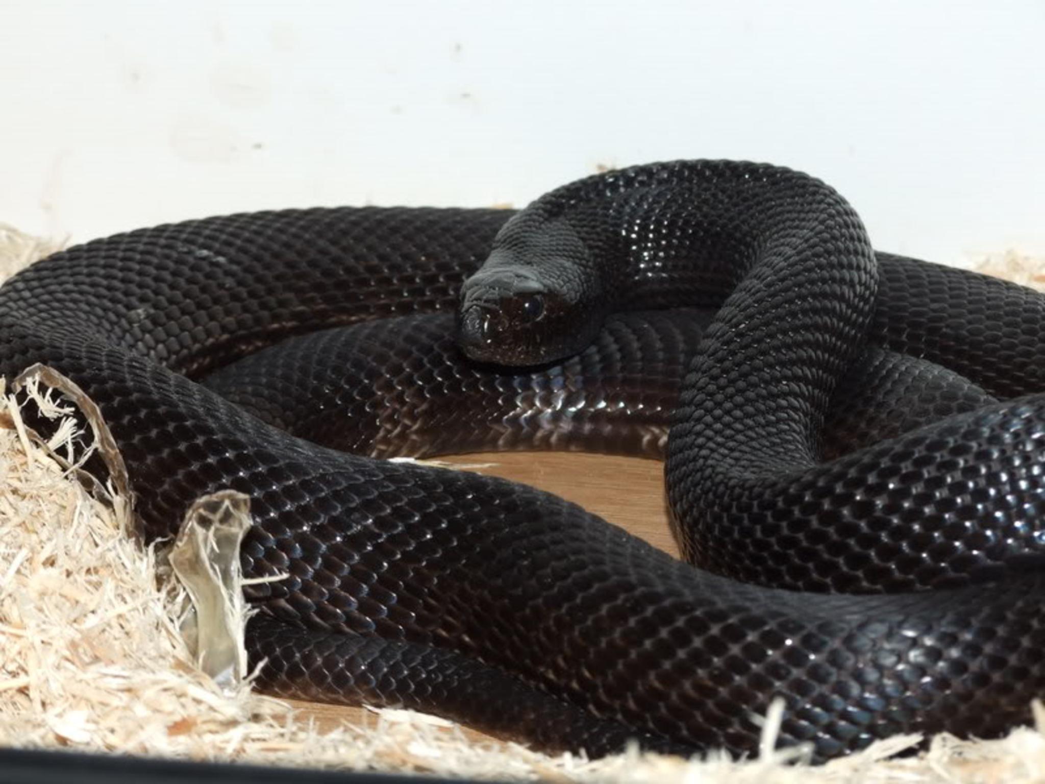 Black Mamba Snake Wallpapers - , New Wallpapers, New Wallpapers