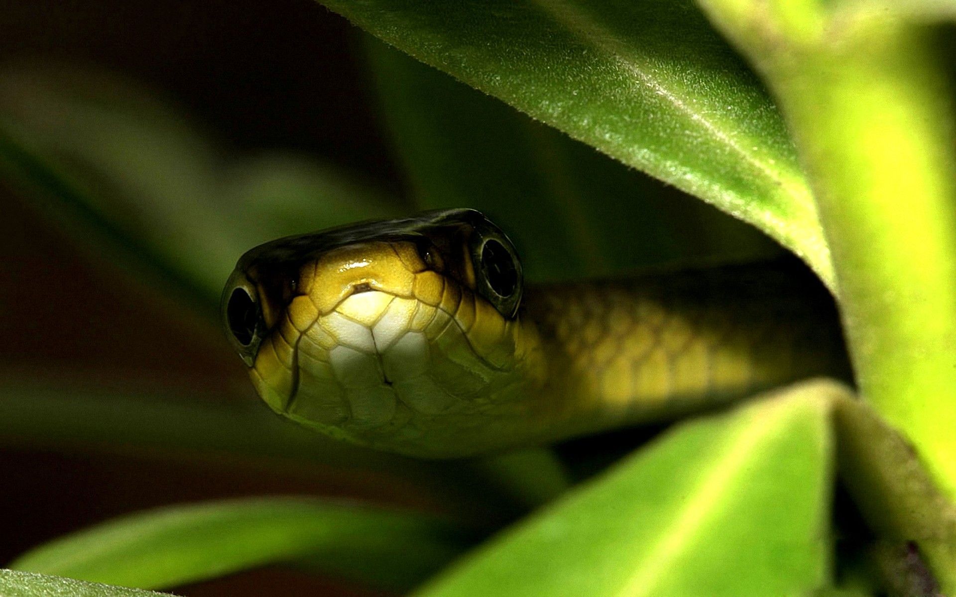 Download Animals Snakes Wallpaper Snake 3 | De Flor
