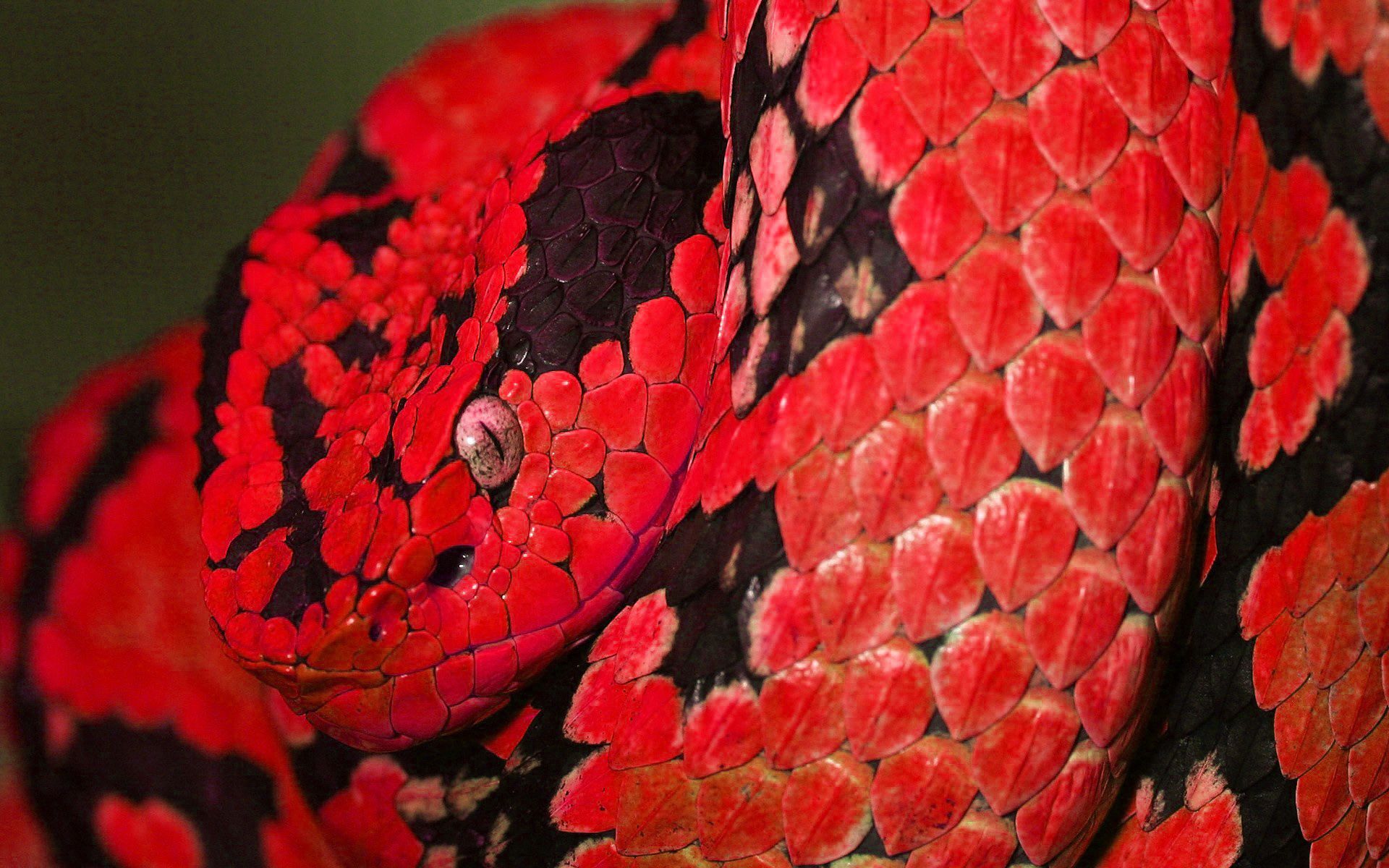 Gallery for - red snake wallpaper
