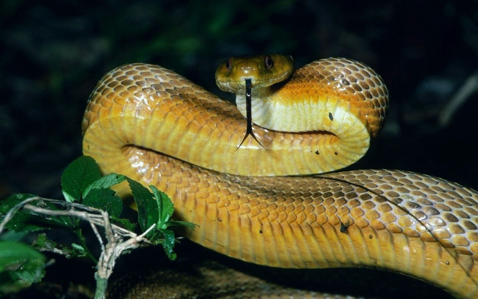 juvenile-black-snake