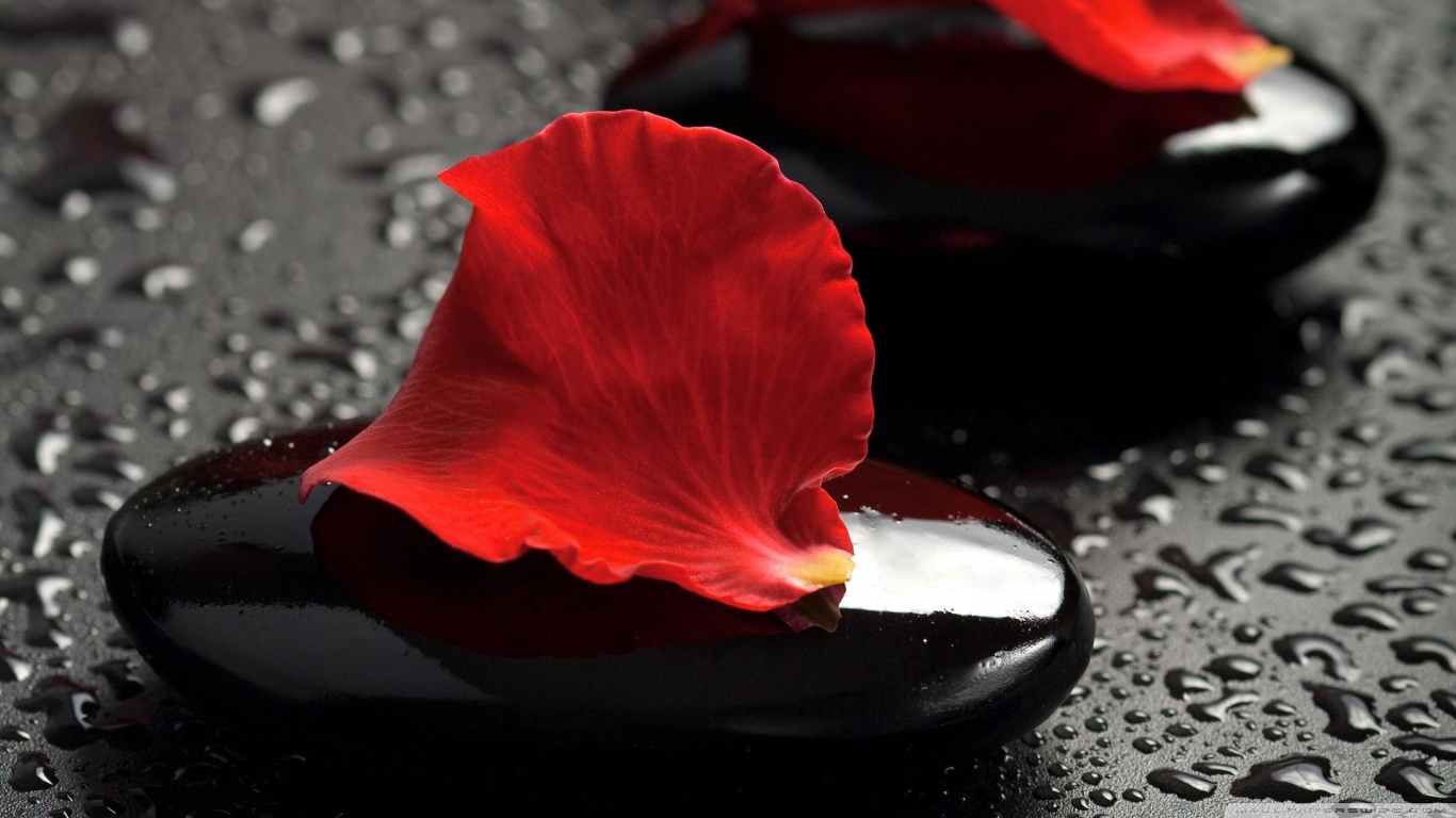 Zen Stones And Rose Petals HD desktop wallpaper : High Definition ...