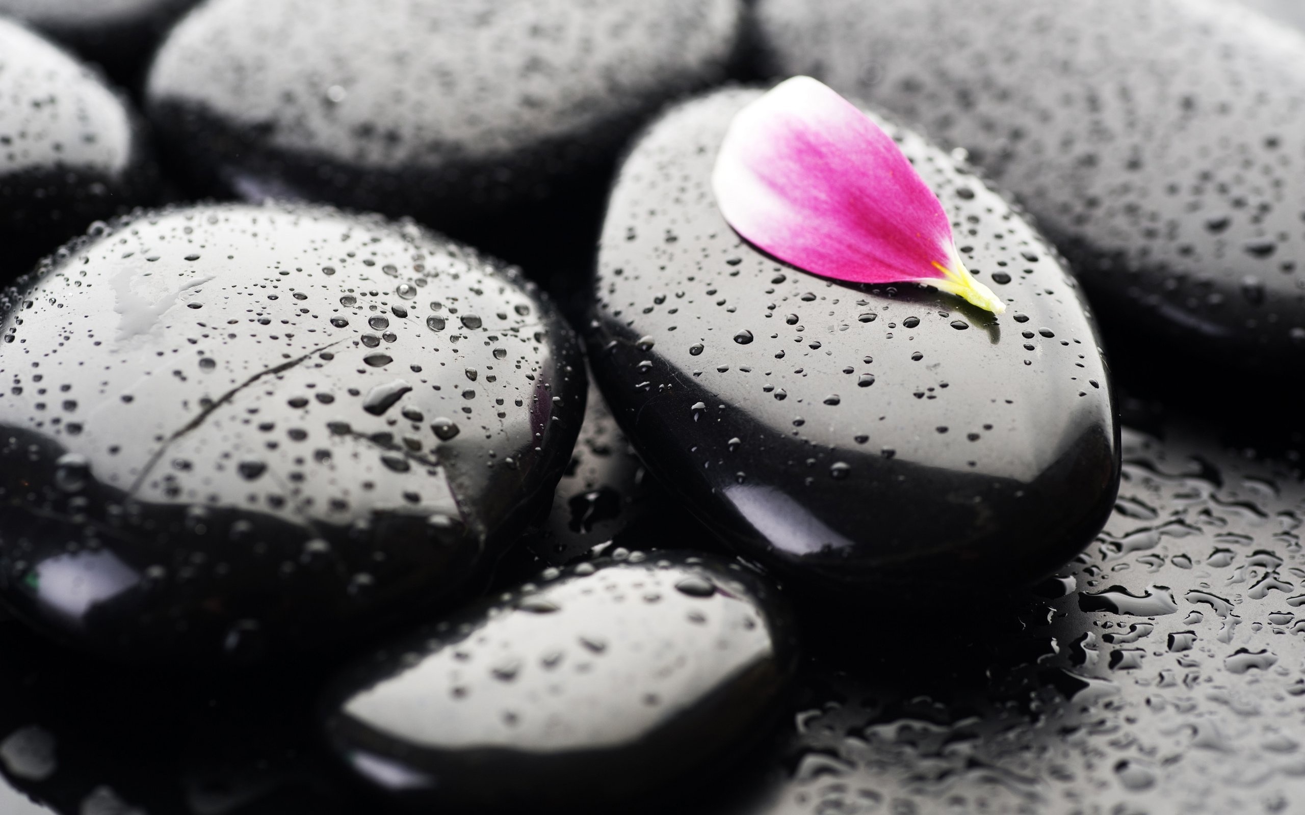Pink petal on wet zen stones, water, photography, 2560x1600 HD ...