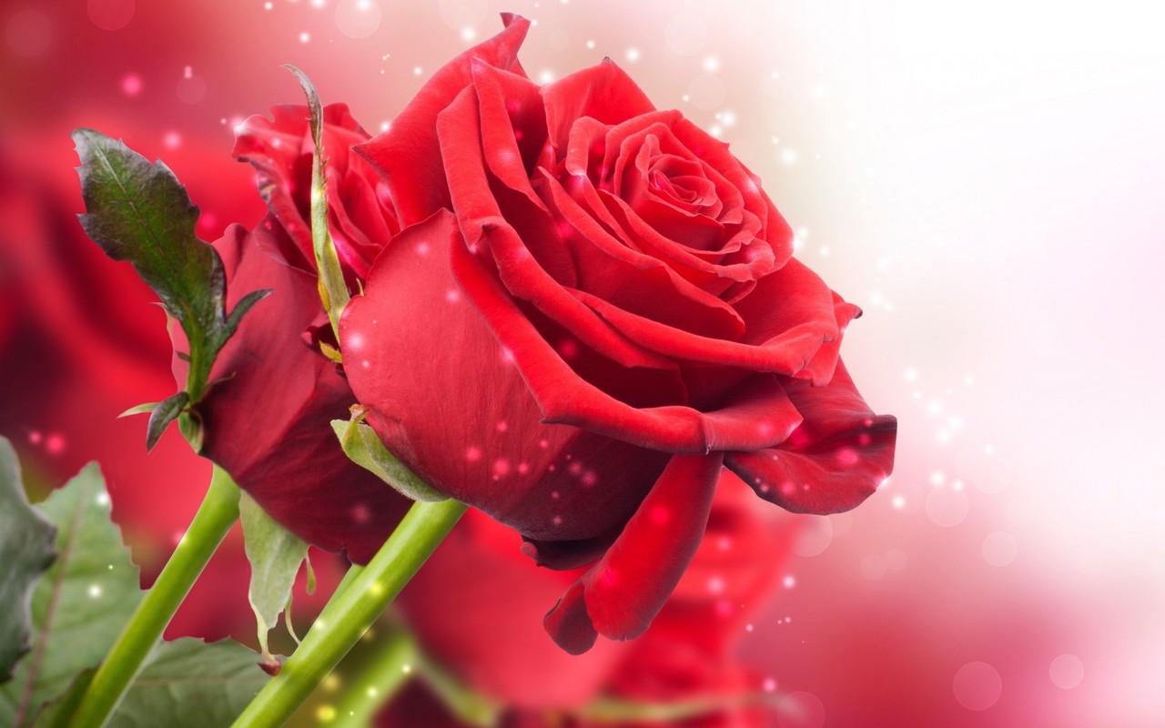 Red Rose Wallpapers Free Download Group (70+)