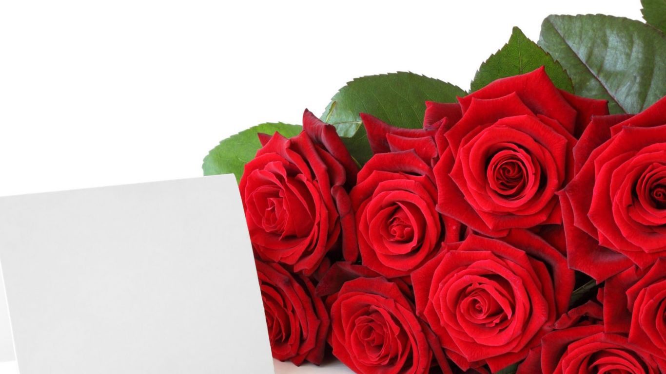 Red Roses For Free Download Beautiful Rose Flower Wallpaper Free