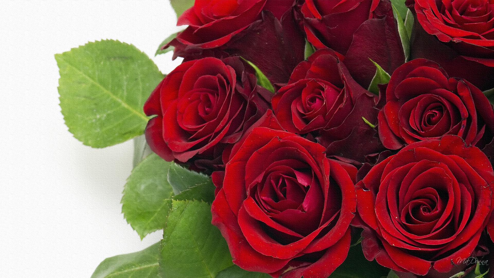 Red Rose #324658 | Full HD Widescreen wallpapers for desktop download
