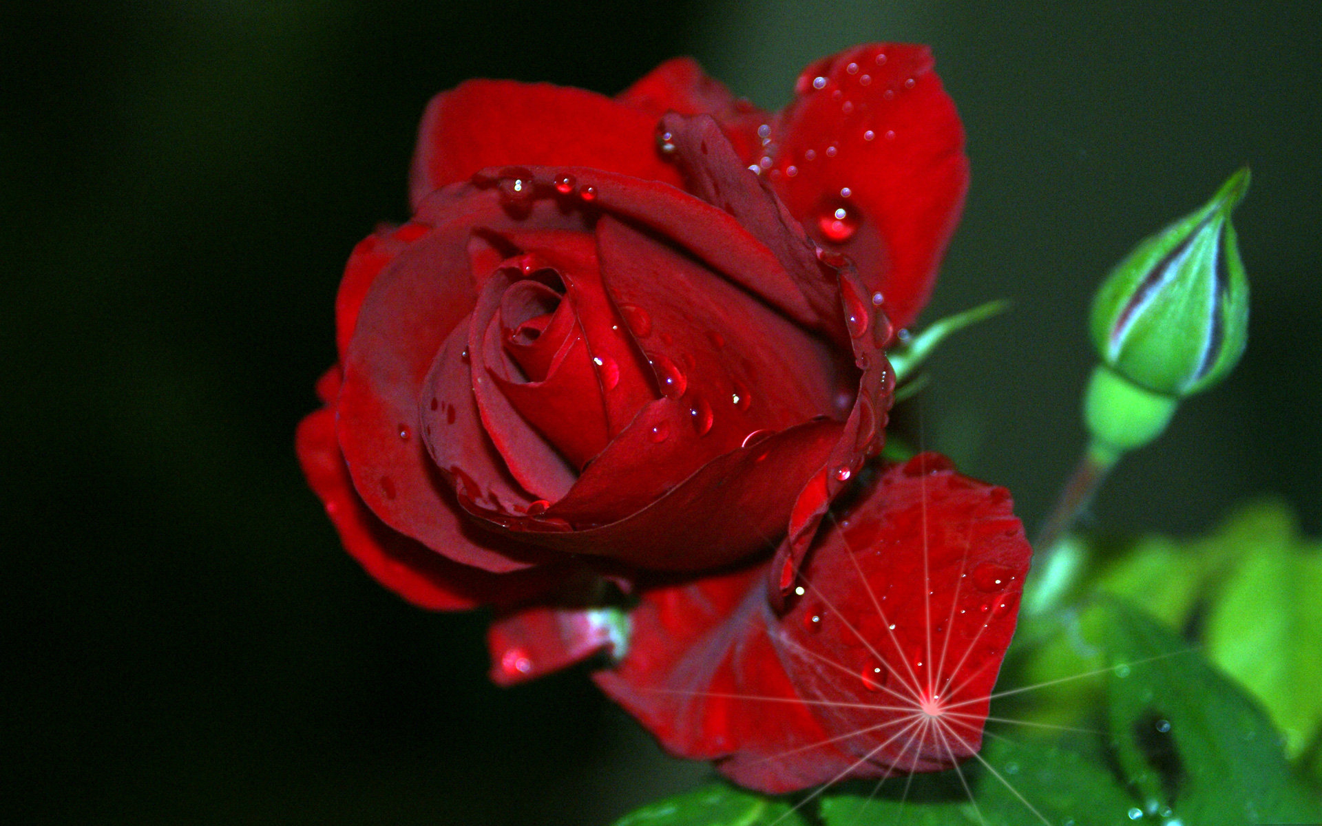 Red Rose Flowers Download - Windows 10 Backgrounds