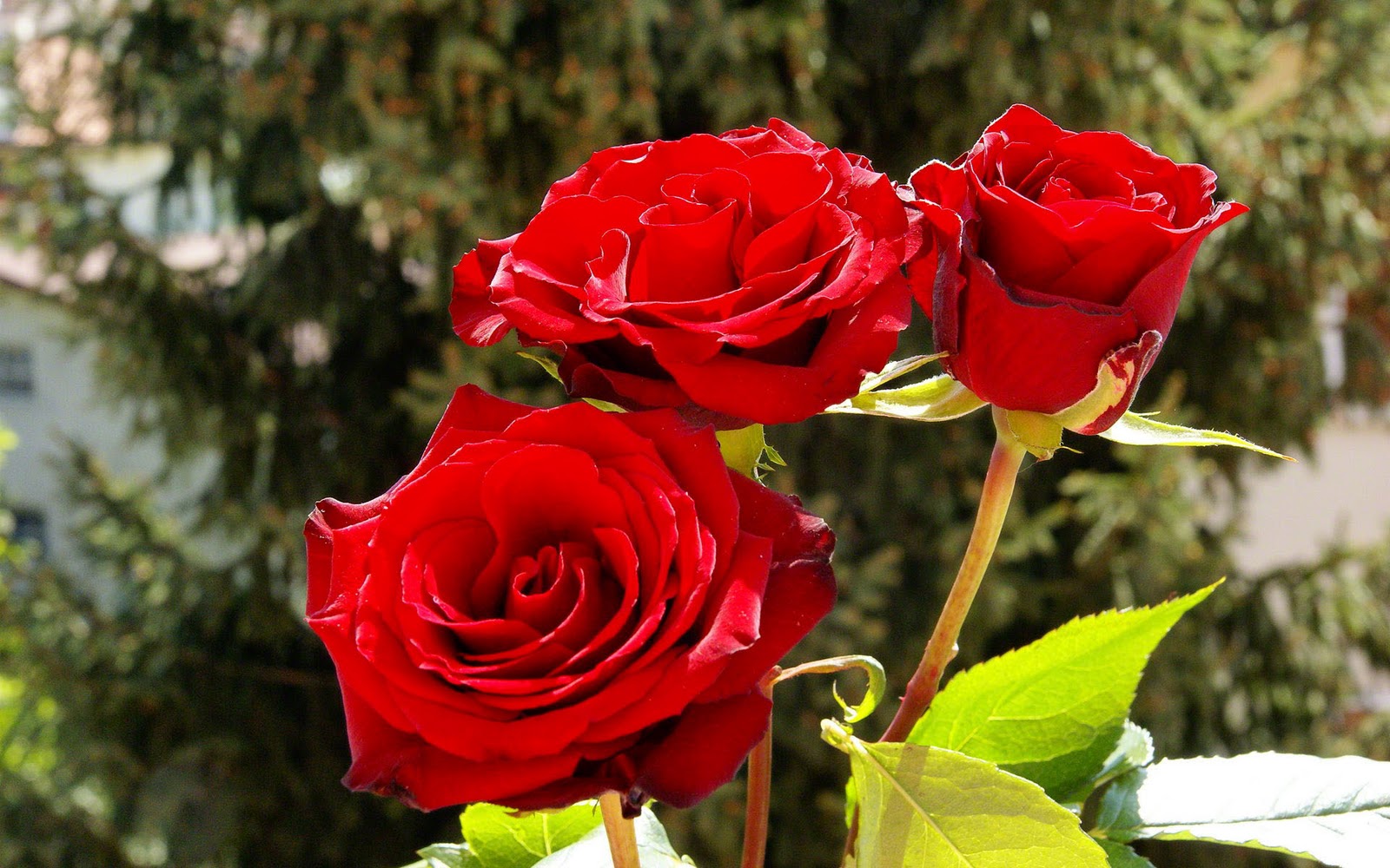 Gulab Ke Phool Wallpaper Red Rose Flowers Free Stock Photos Download