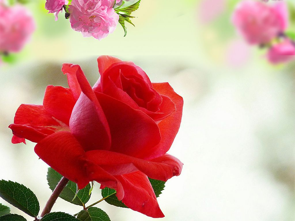 Download Image Of Red Rose Flower
