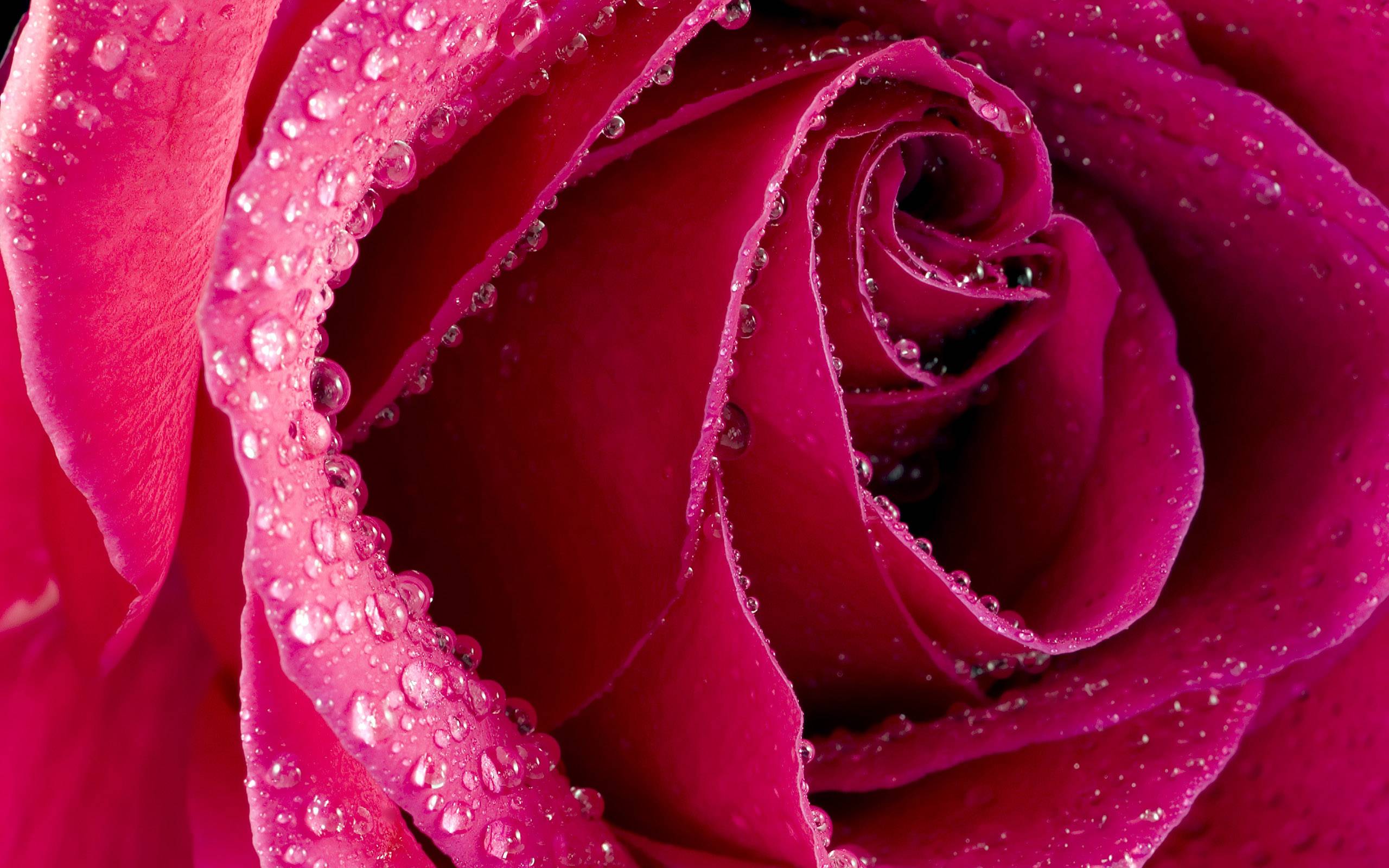Red Rose Flowers Wallpapers Free Download