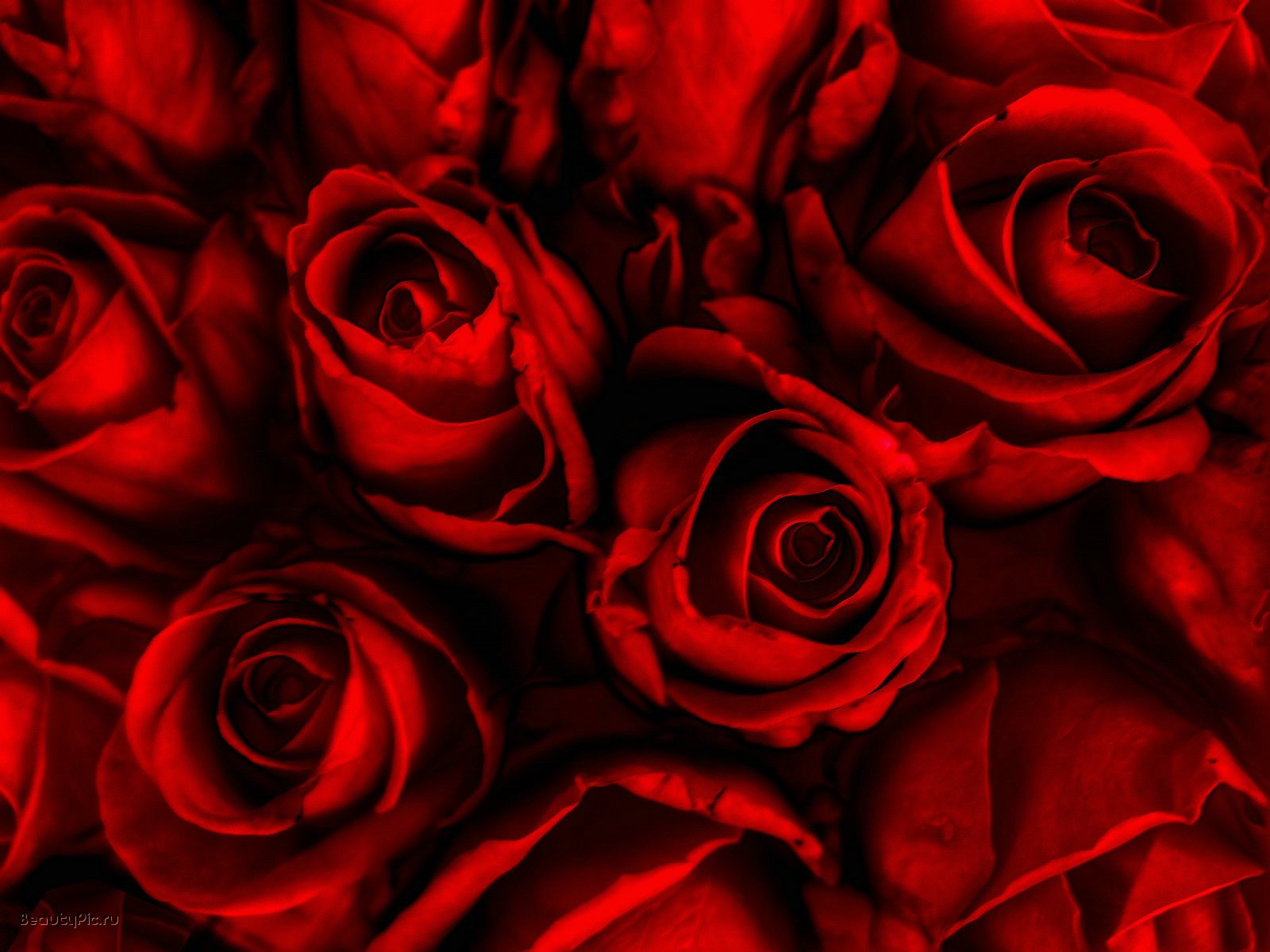 Dark Red Rose Wallpaper - Desktop Backgrounds