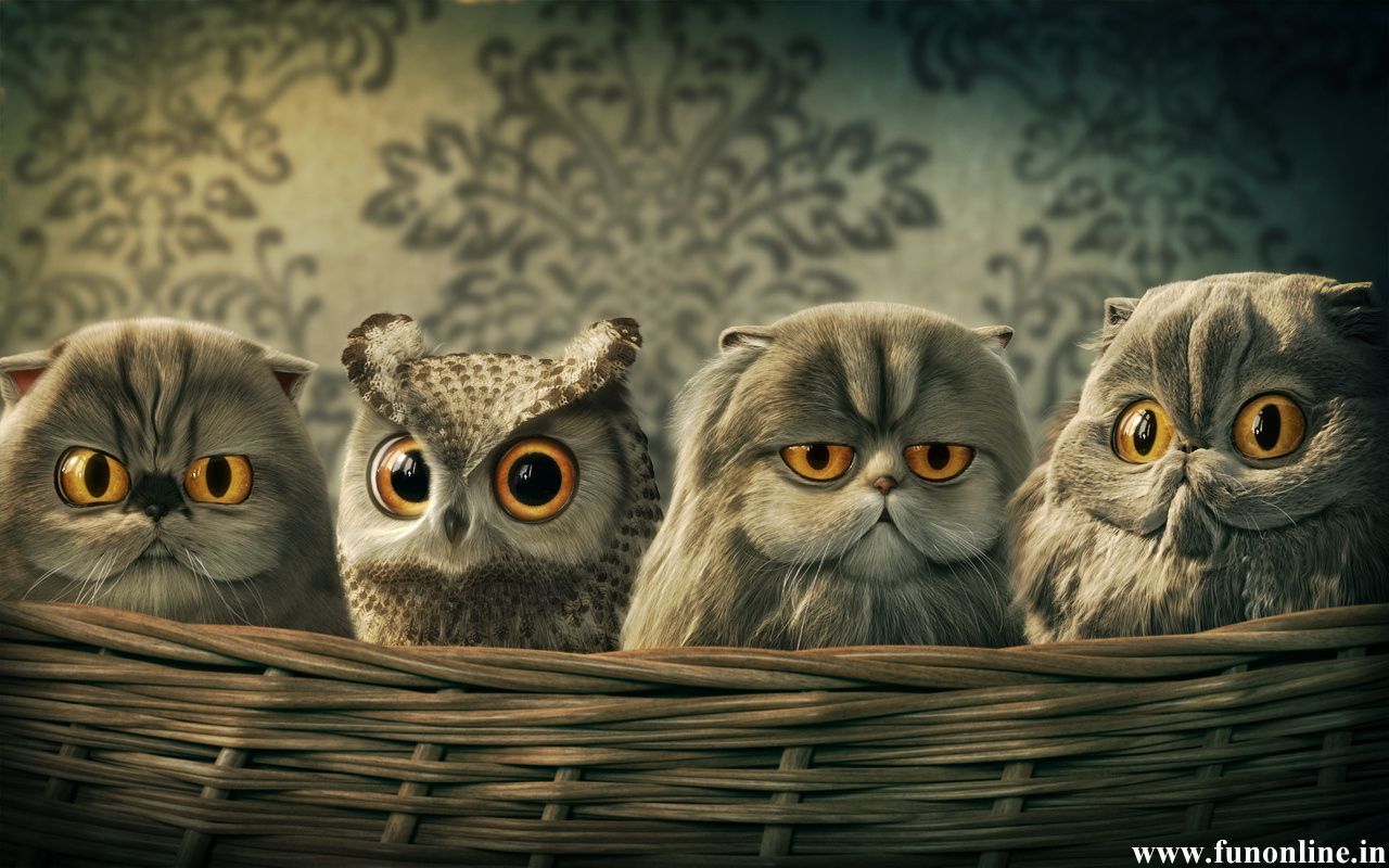 Funny Owl wallpaper 1280x800