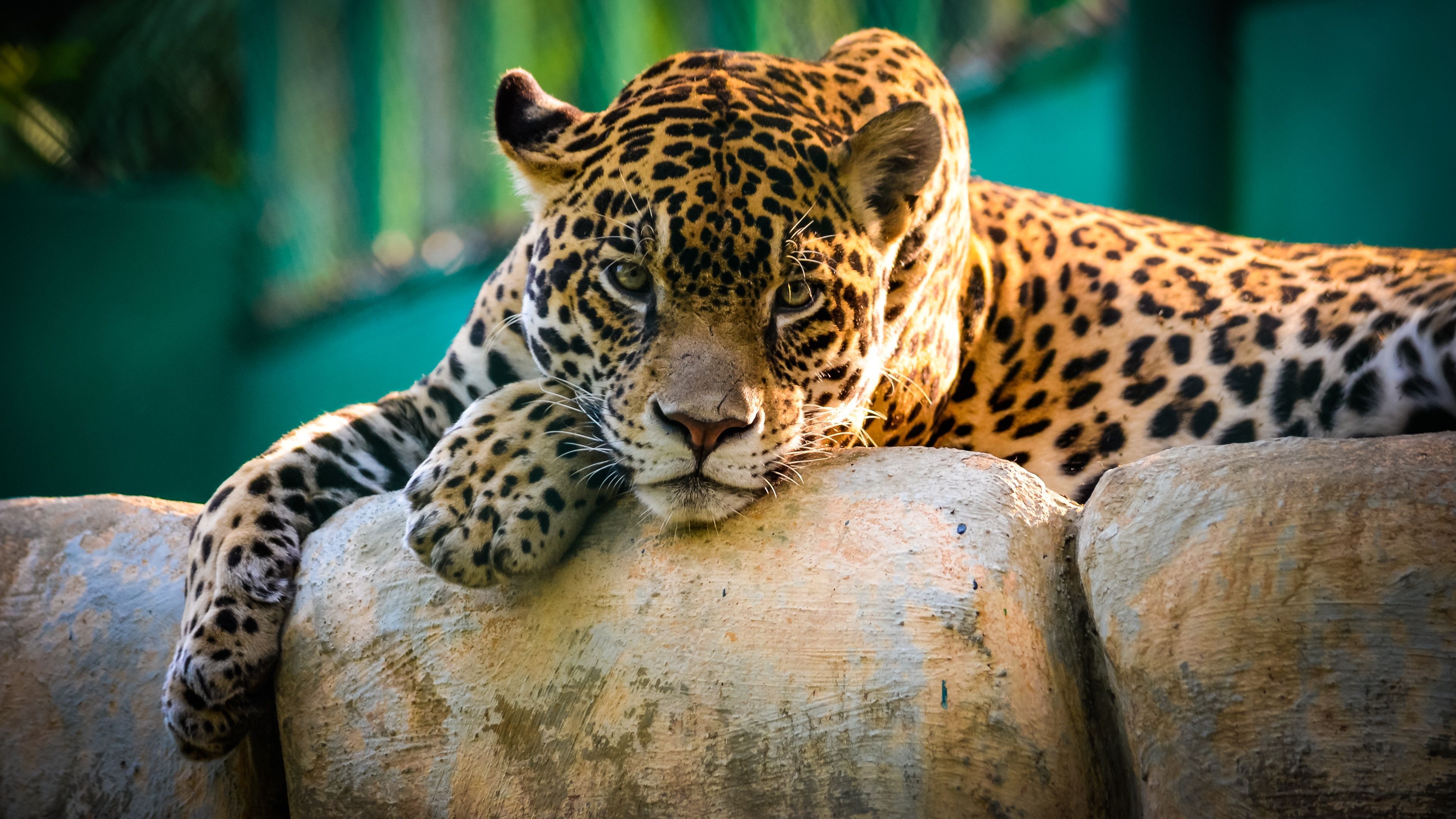 Jaguar Mexico Wallpapers HD Backgrounds