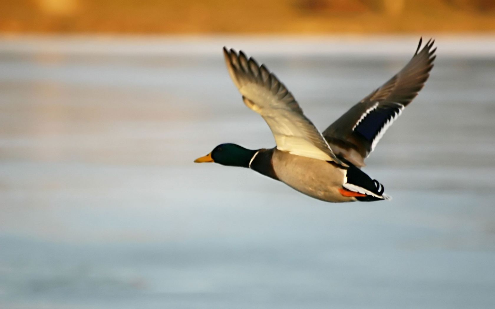 Mallard Duck Flying Pictures
