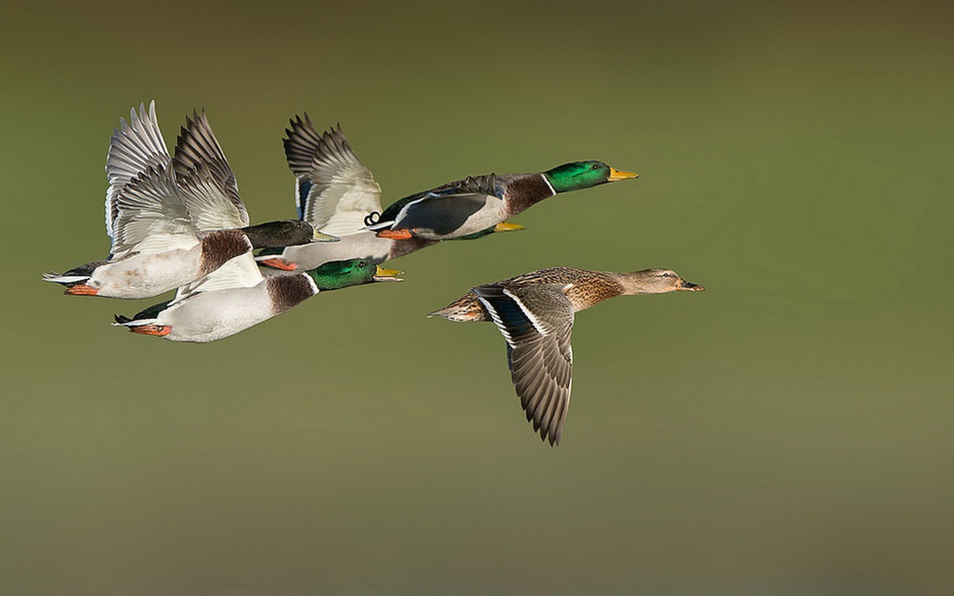 Duck Flying Images