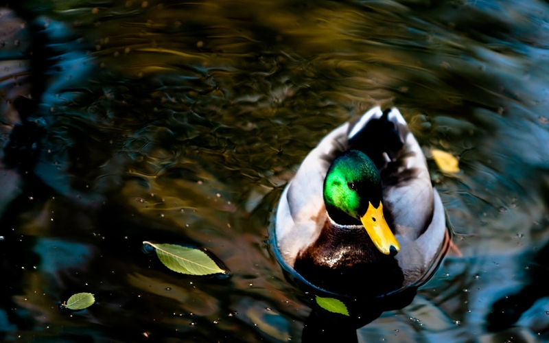 ducks mallard 2560x1600 wallpaper – Animals Ducks HD Desktop Wallpaper