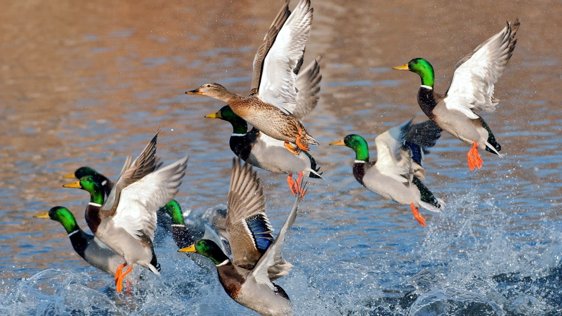 Flying Ducks Together With Duck Flying Away Together With Flying,Nasturtium Climbing