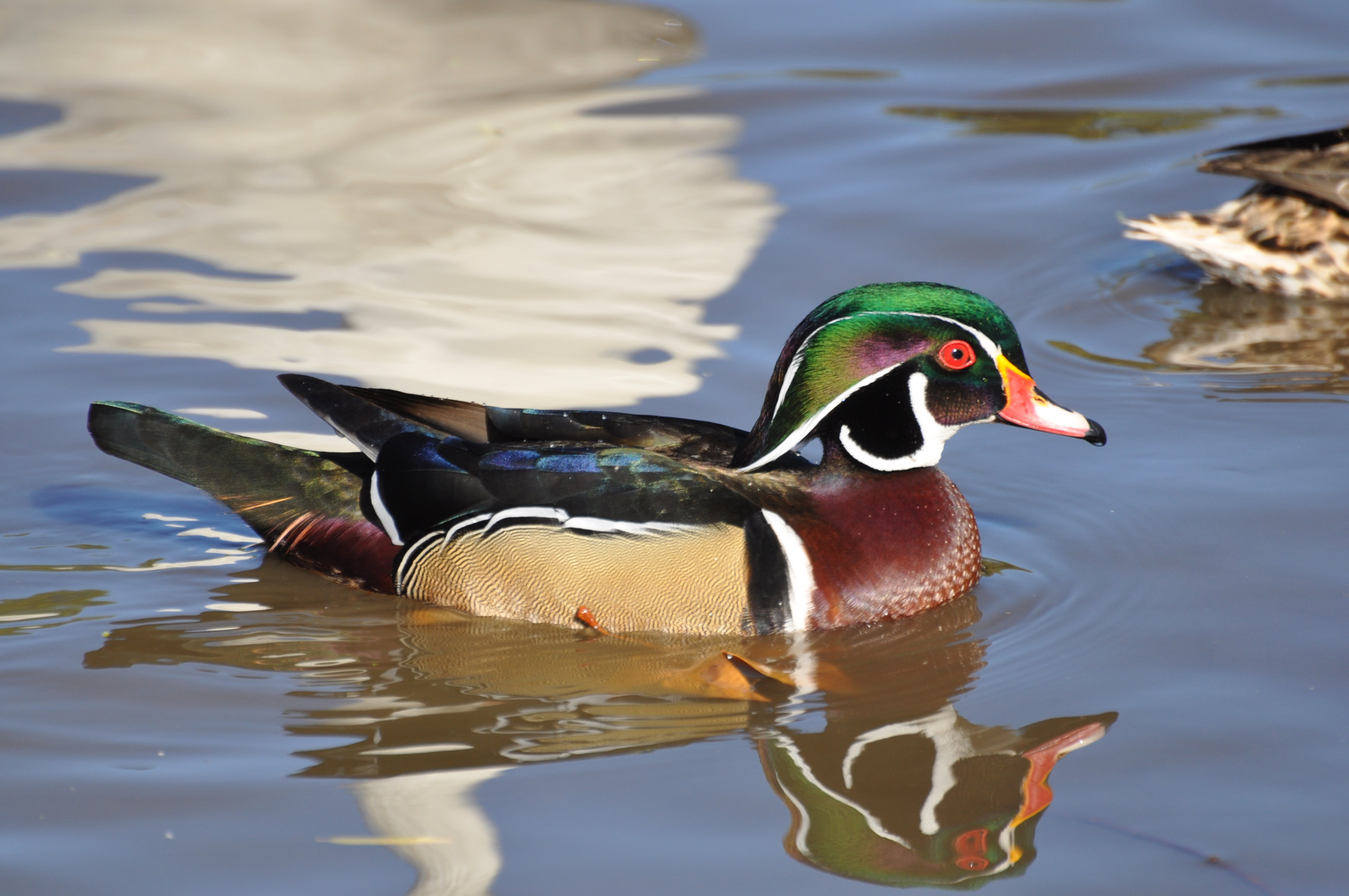 28 mallard duck images mallard duck images mallard duck images