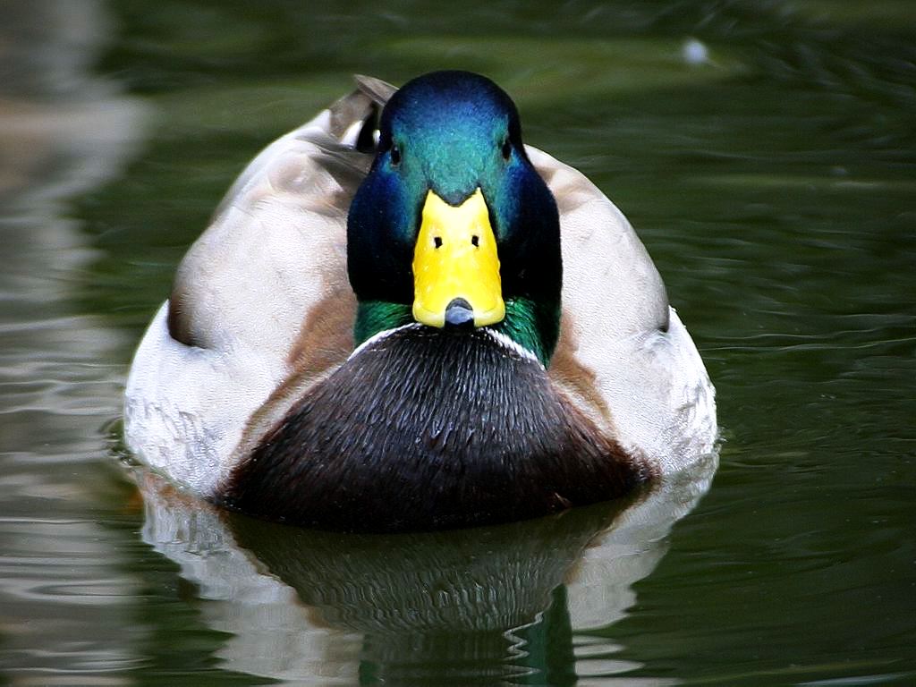 Mallard Duck Images
