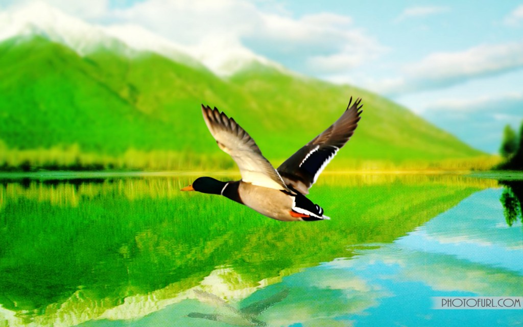 Mallard Duck Flying Wallpaper Free Backgrounds