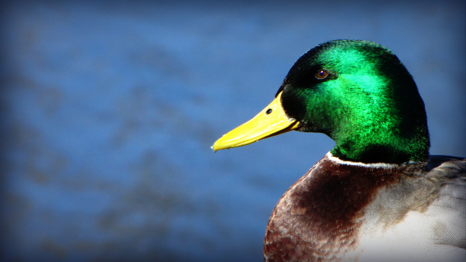 Mallard Duck Images