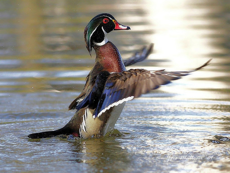 duck mallard Ducks – Animals Ducks HD Desktop Wallpaper