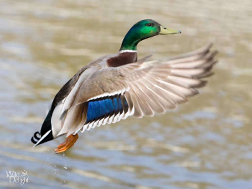 Mallard Duck or Wild Duck 1519x855px #632856