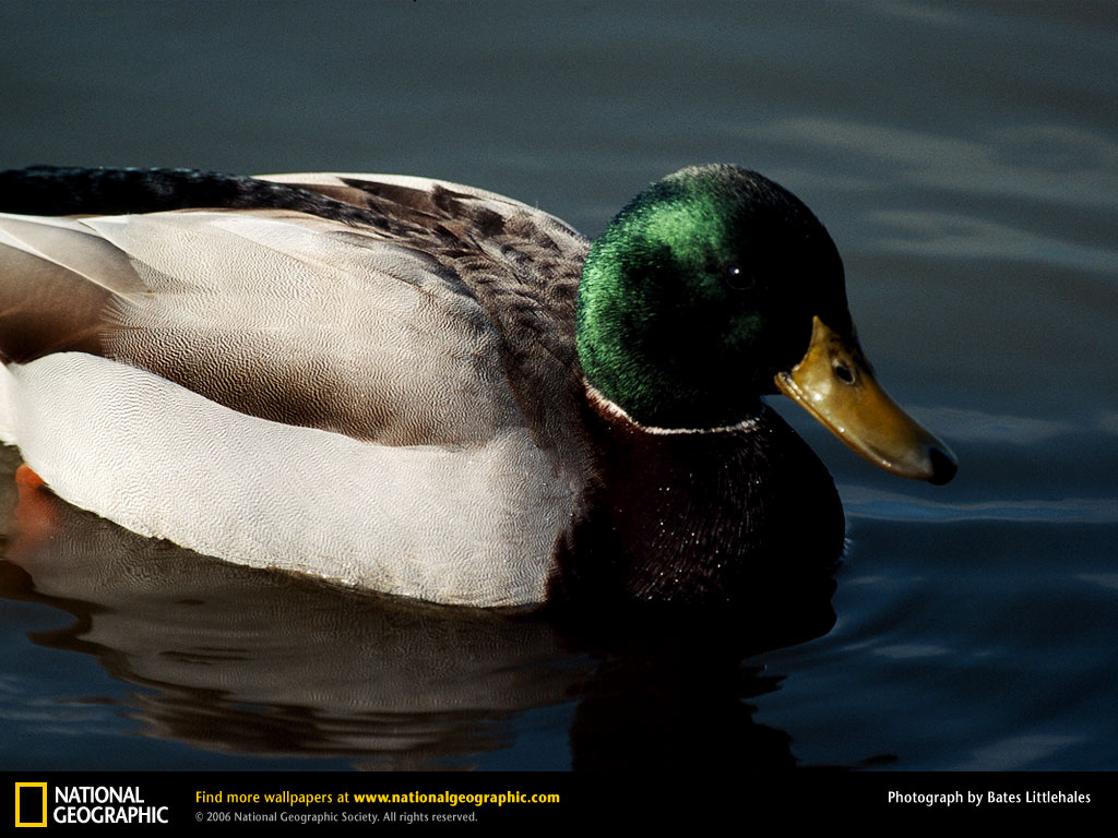 Mallard Duck Picture, Mallard Duck Desktop Wallpaper, Free ...