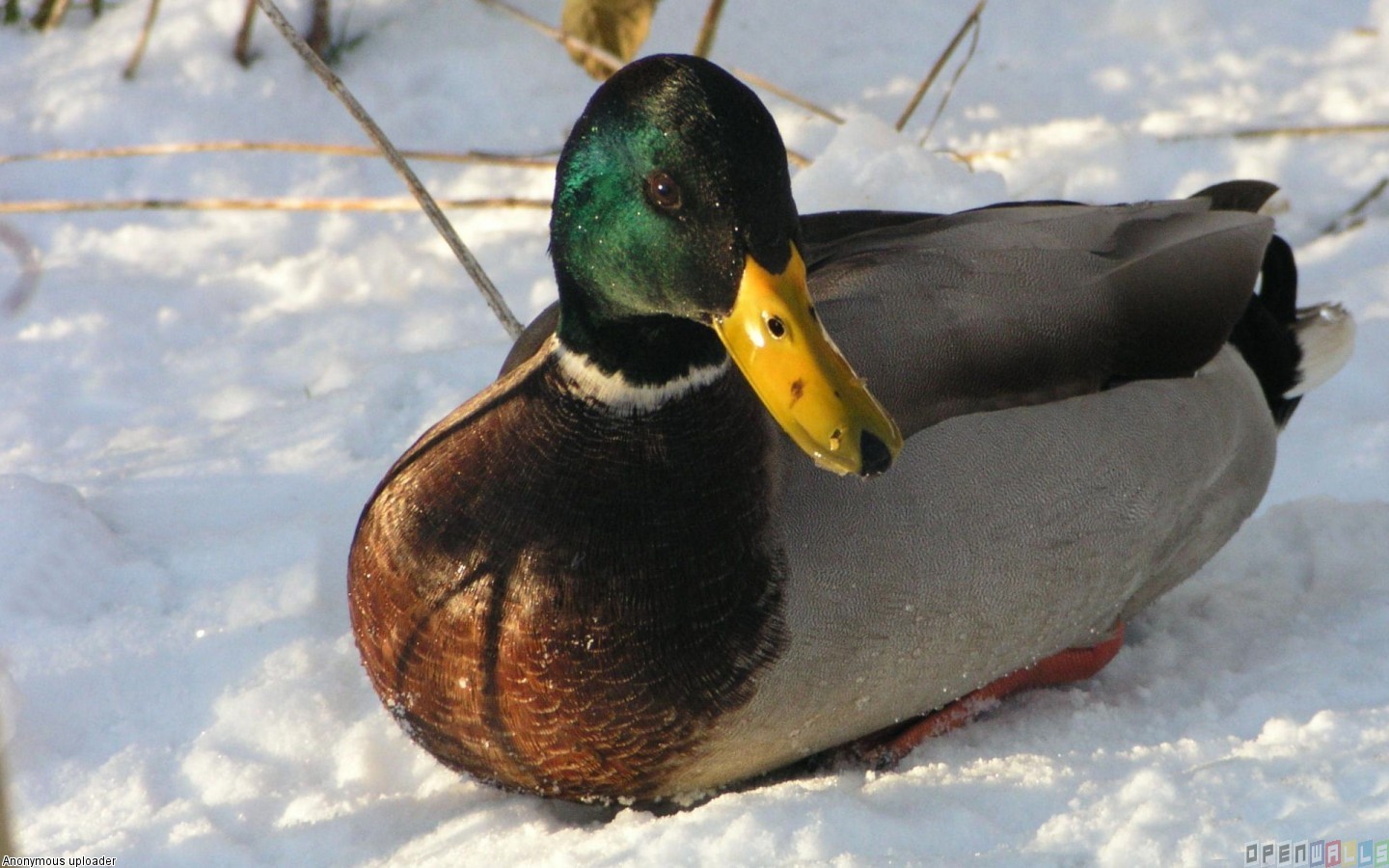 The pictures for --> Mallard Duck Wallpaper