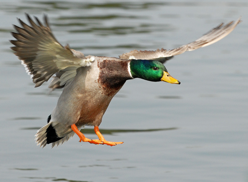 Duck Photography including Mallards in flight and other duck species