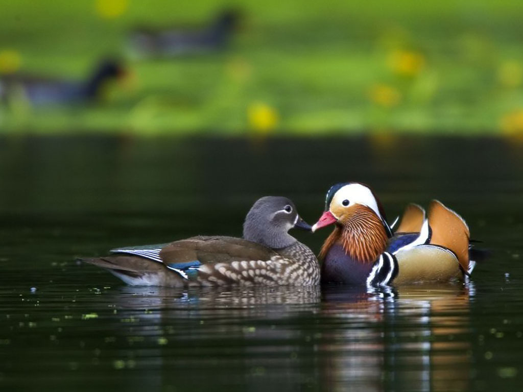 Ducks Wallpaper - Wild Ducks Bird Photo Gallery